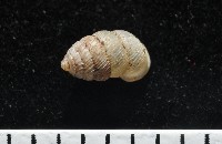 藏品(董王芝麻蝸牛)的圖片