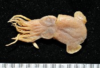 藏品(未知種後耳烏賊 1)的圖片