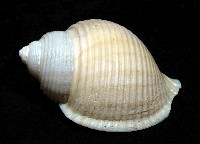 藏品(深海唐冠螺之一種)的圖片