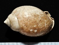 藏品(日本斑點小鬘螺)的圖片