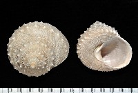 藏品(白鐘螺)的圖片