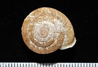 藏品(皺大臍蝸牛)的圖片