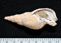 藏品(黑野峨螺)的圖片