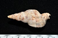 藏品(黑野峨螺)的圖片