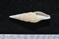 藏品(東沙春柏蛹筆螺)的圖片