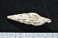 藏品(東沙春柏蛹筆螺)的圖片