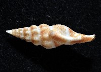 藏品(奧利佛捲管芋螺)的圖片