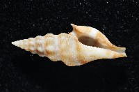 藏品(奧利佛捲管芋螺)的圖片