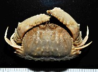 藏品(四斑饅頭蟹)的圖片