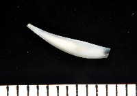 藏品(胖象牙貝)的圖片