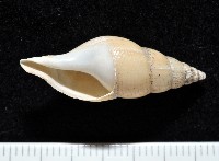 藏品(子彈布紋螺)的圖片