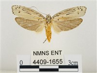 藏品(線紋篩蛾)的圖片