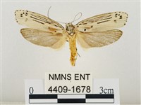 藏品(線紋篩蛾)的圖片