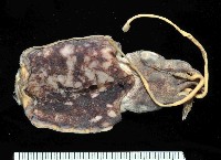 藏品(絲腕烏賊(新種))的圖片