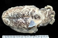 藏品(絲腕烏賊(新種))的圖片