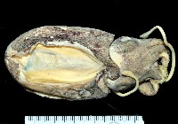 藏品(絲腕烏賊(新種))的圖片