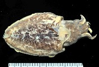 藏品(絲腕烏賊(新種))的圖片