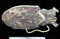 藏品(絲腕烏賊(新種))的圖片