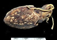 藏品(絲腕烏賊(新種))的圖片