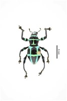 藏品(條紋球背象鼻蟲)的圖片