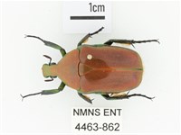 藏品(毛翅騷金龜)的圖片