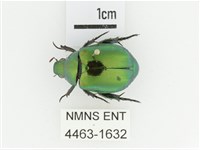 藏品(艷金龜)的圖片