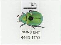 藏品(艷金龜)的圖片