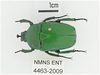 藏品(臺灣扇角金龜)的圖片