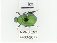 藏品(艷金龜)的圖片