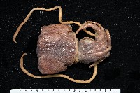 藏品(雙乳突僧頭烏賊)的圖片