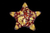 藏品(糙五角海星)的圖片