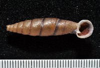 藏品(暗昏大傘口煙管蝸牛)的圖片