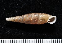 藏品(利稻煙管蝸牛)的圖片