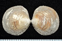 藏品(台灣滿月蛤)的圖片