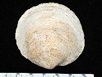 藏品(新種巨齒滿月蛤)的圖片