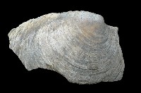 藏品(新種巨齒滿月蛤)的圖片