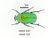 藏品(金艷騷金龜)的圖片