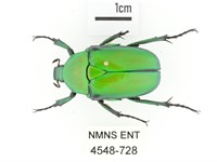 藏品(金艷騷金龜)的圖片
