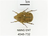 藏品(銅點花金龜)的圖片