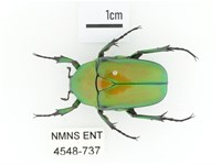 藏品(金艷騷金龜)的圖片
