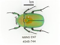 藏品(金艷騷金龜)的圖片