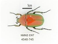 藏品(金艷騷金龜)的圖片