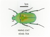 藏品(金艷騷金龜)的圖片