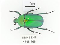 藏品(金艷騷金龜)的圖片
