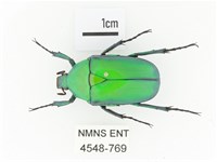 藏品(金艷騷金龜)的圖片