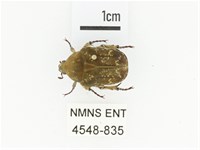 藏品(銅點花金龜)的圖片