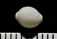 藏品(楊氏蛹螺)的圖片