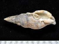 藏品(梭氏布紋螺)的圖片