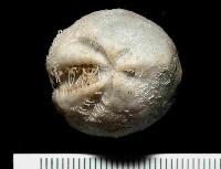 藏品(凹卵形(凹裂星)海膽)的圖片