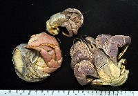 藏品(短腕陸寄居蟹)的圖片